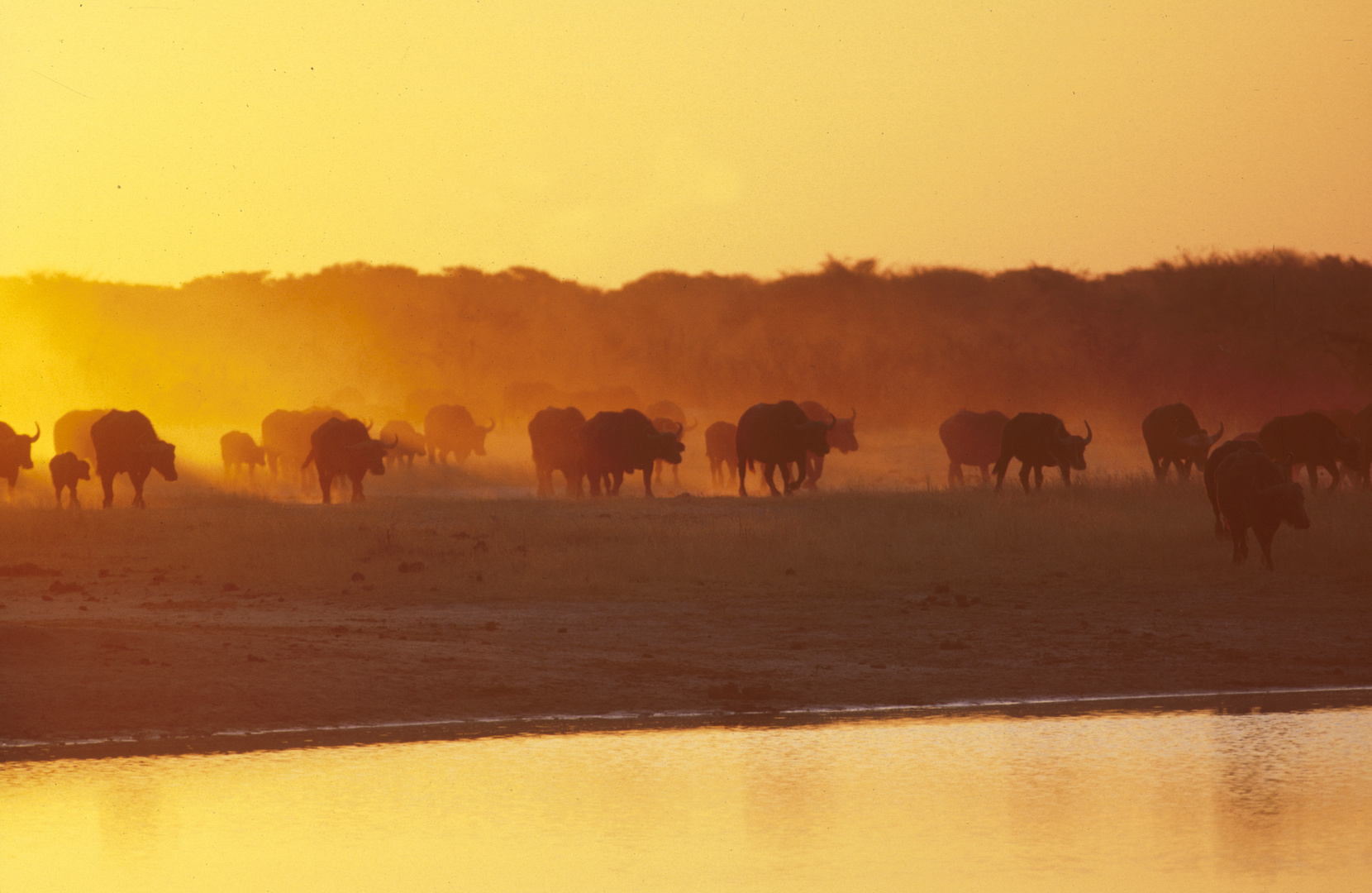 bufali al tramonto