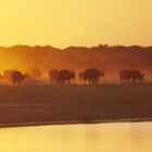 bufali al tramonto