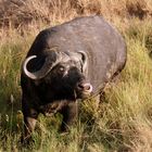 Bufalo en Masai Mara