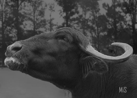 Bufalo Mediterraneo italiano