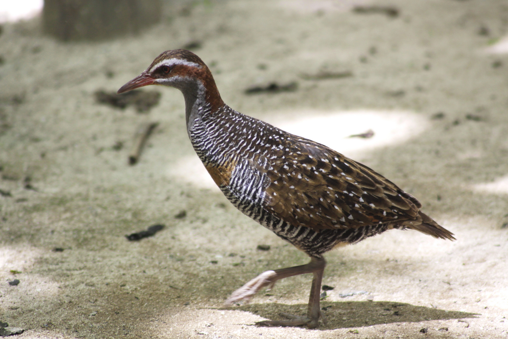 buff banded land rail