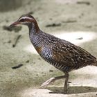 buff banded land rail