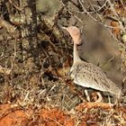 Buff-crested Bustard, Oustallettrappe