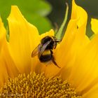 "Buff tailed Bumblebee"