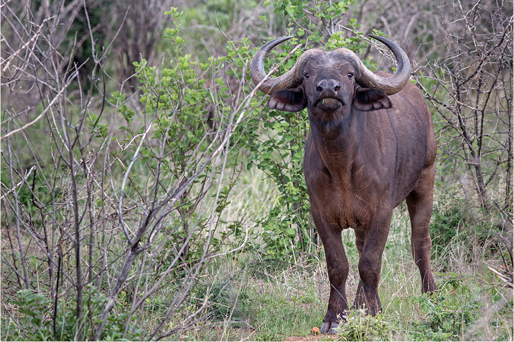 Buffalo