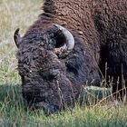 buffalo (2)