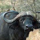 buffalo