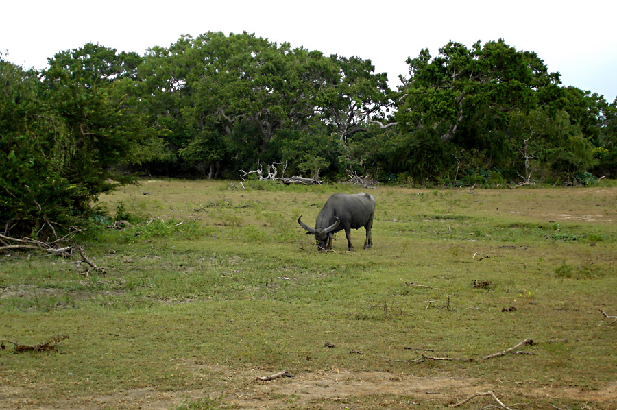 Buffalo