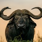 buffalo 