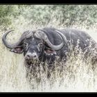 Buffalo