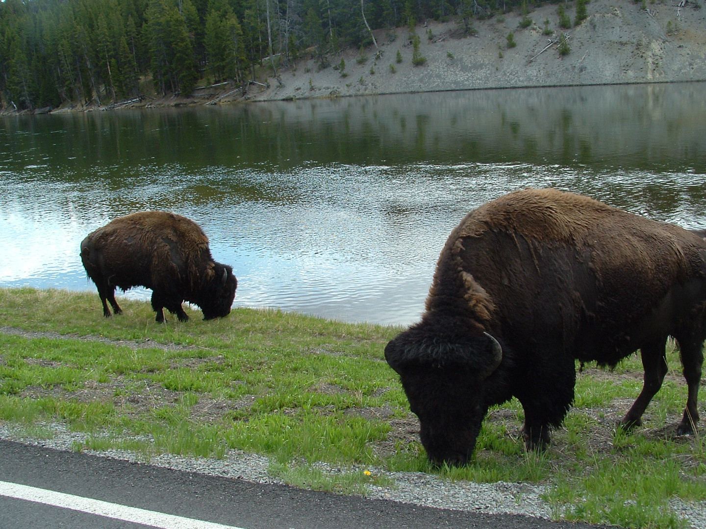 Buffalo