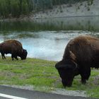 Buffalo