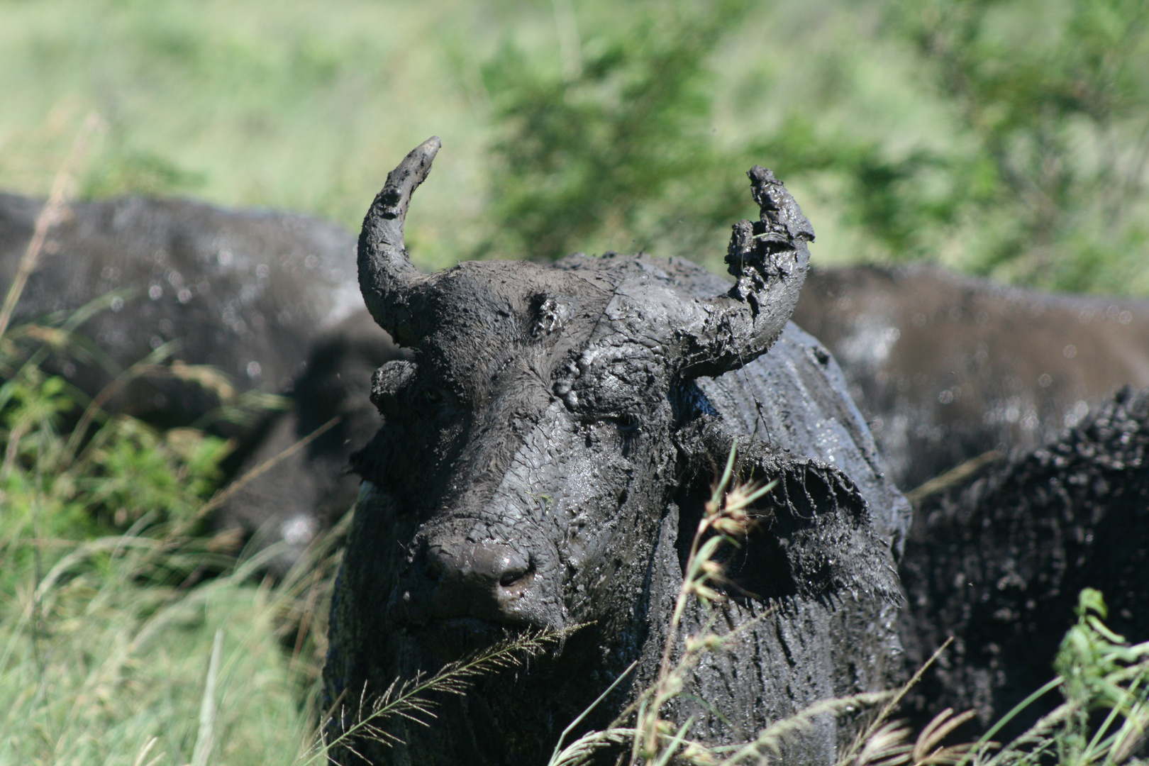 Buffalo