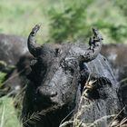 Buffalo