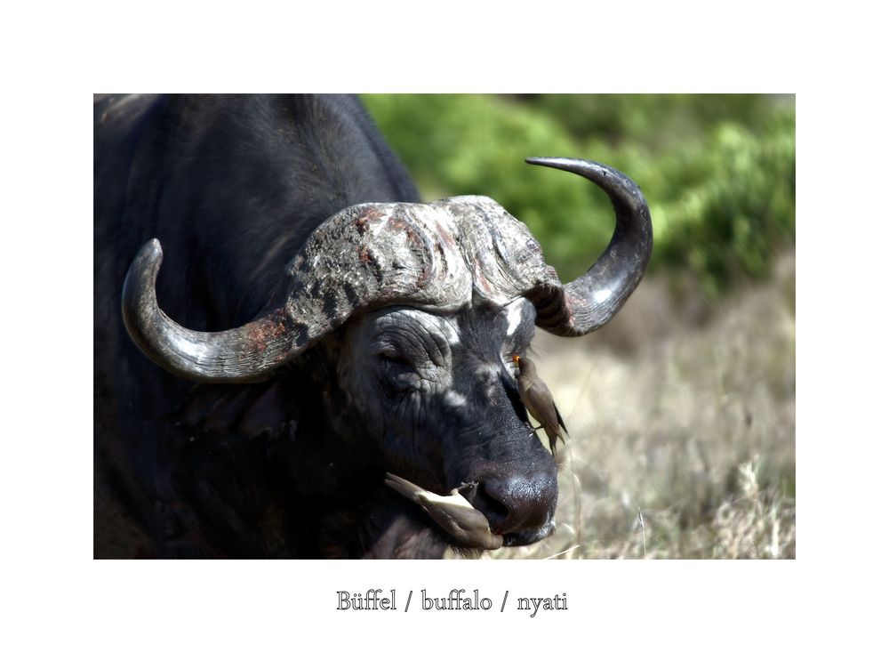 buffalo