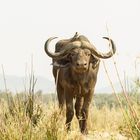 buffalo