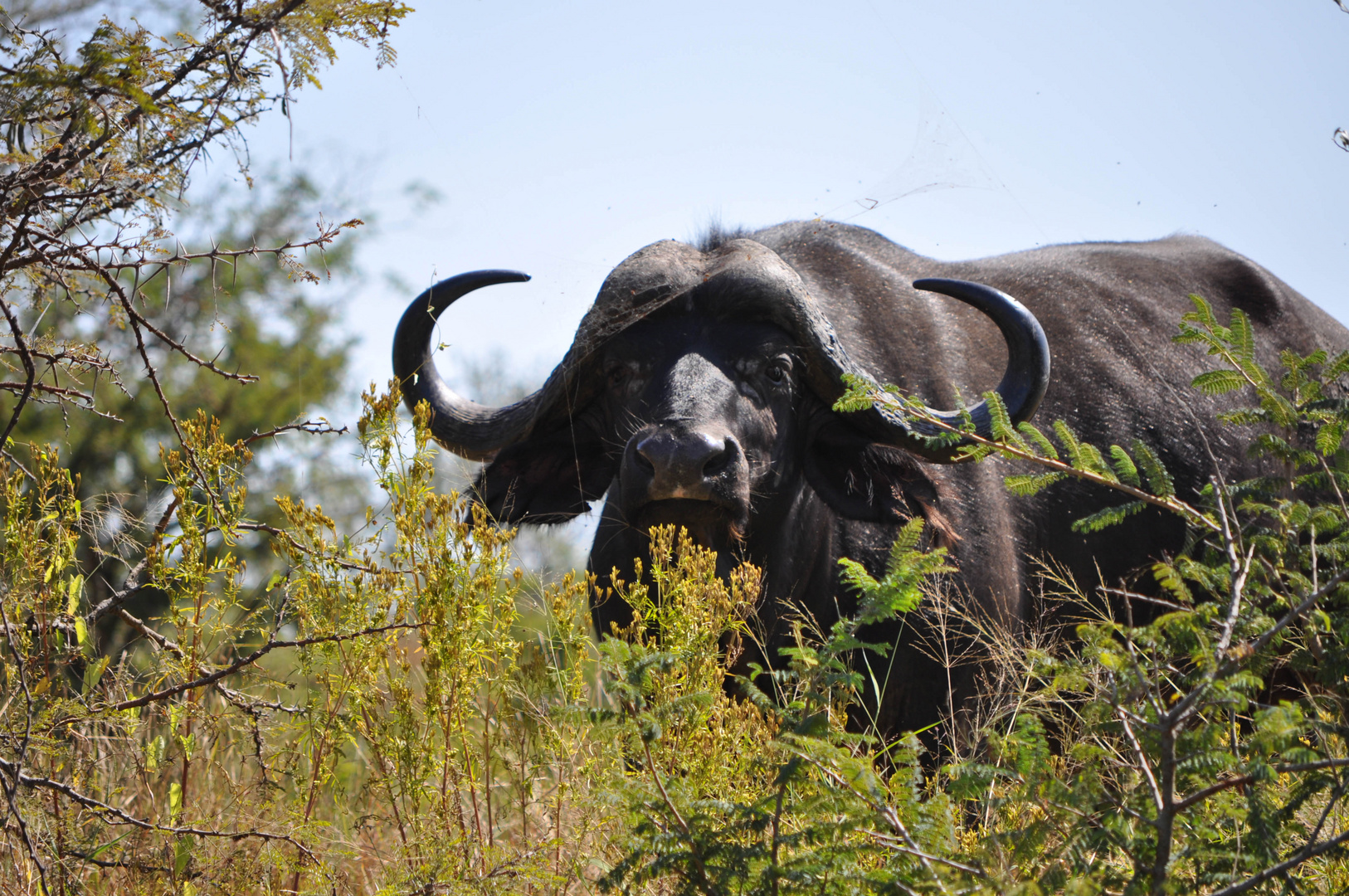 Buffalo