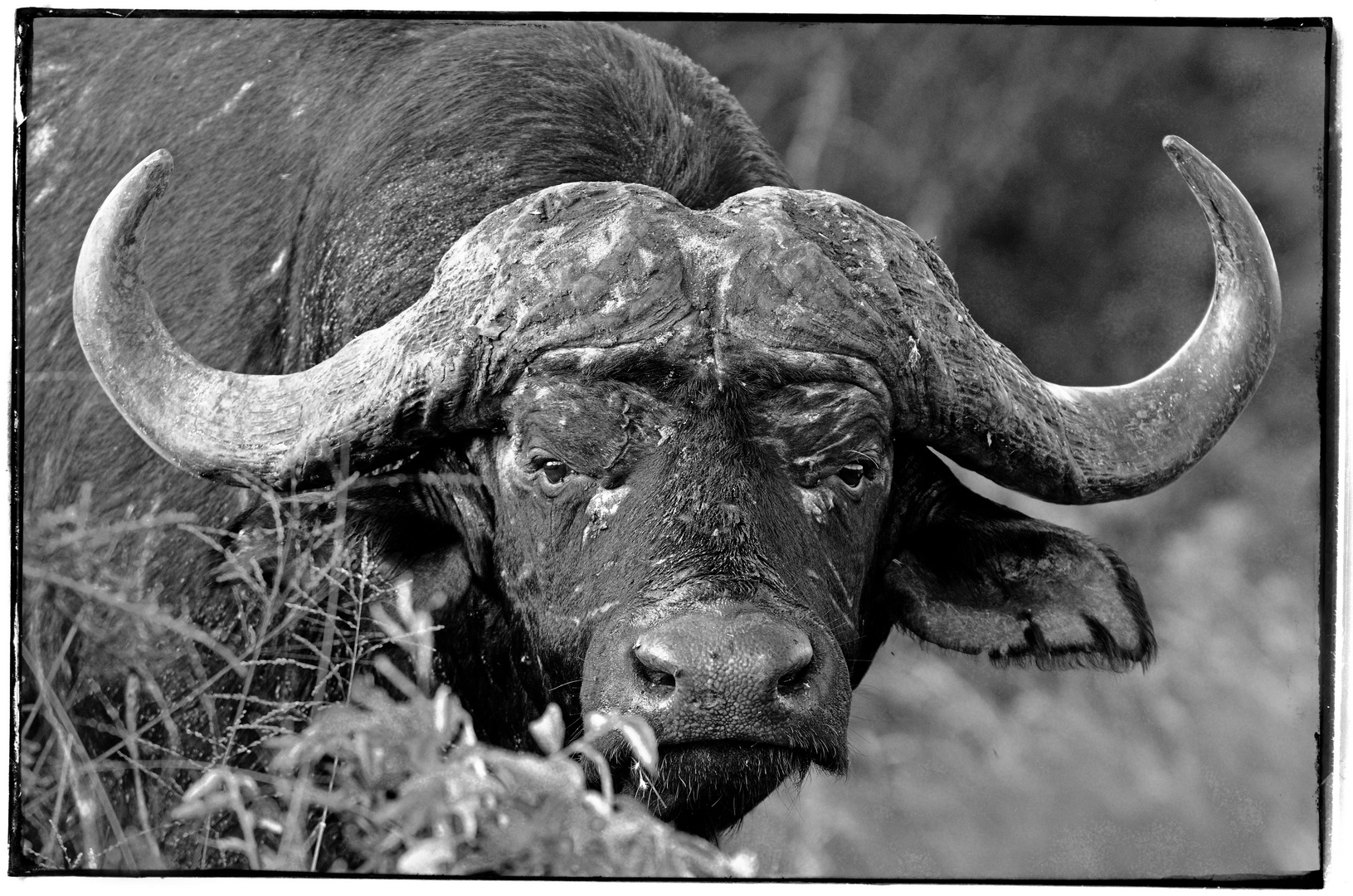 buffalo