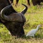 Buffalo and Company