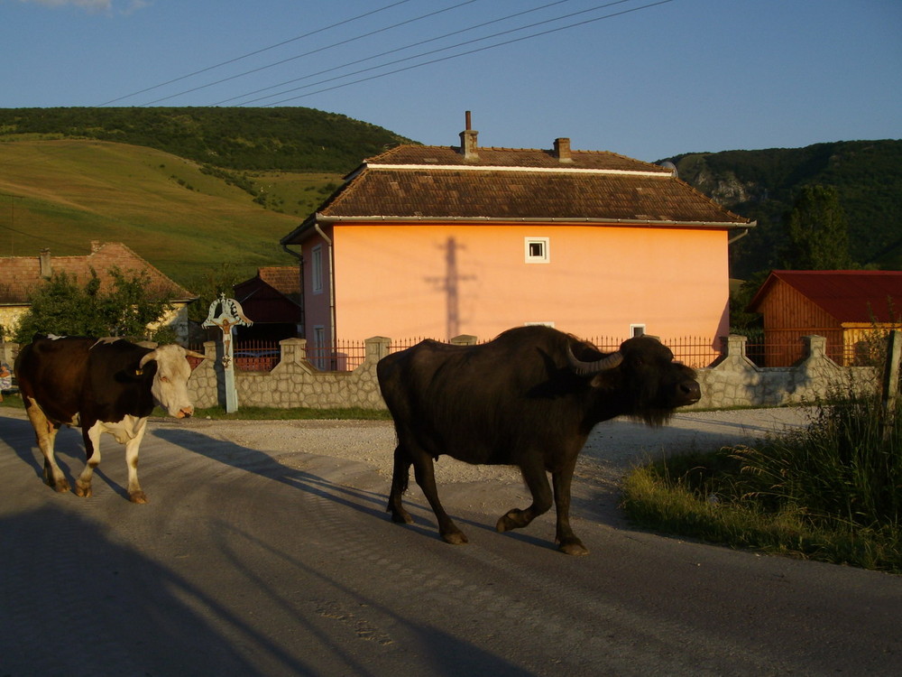 Buffalo and cow going home in Petresti, Romania