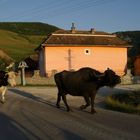 Buffalo and cow going home in Petresti, Romania