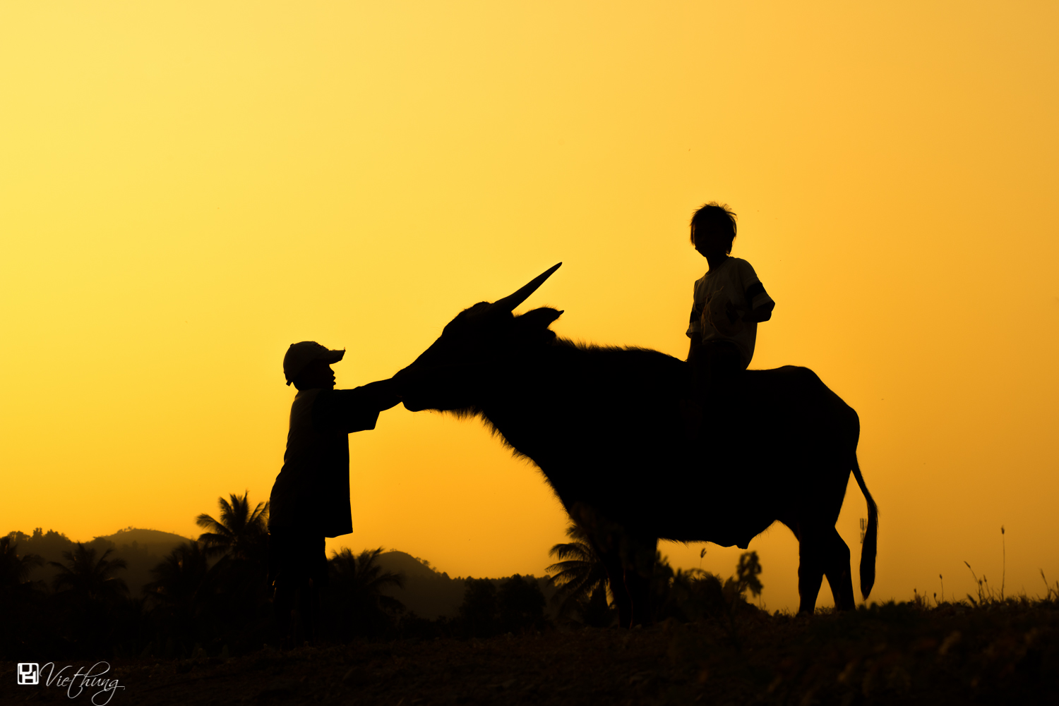 Buffalo and kids