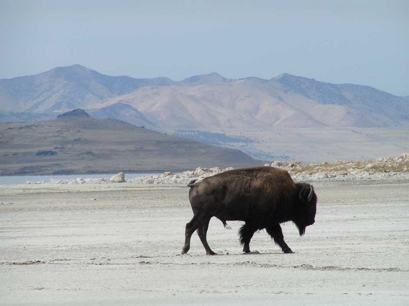 Buffalo, Antelope Island, Utah