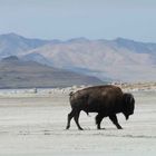 Buffalo, Antelope Island, Utah