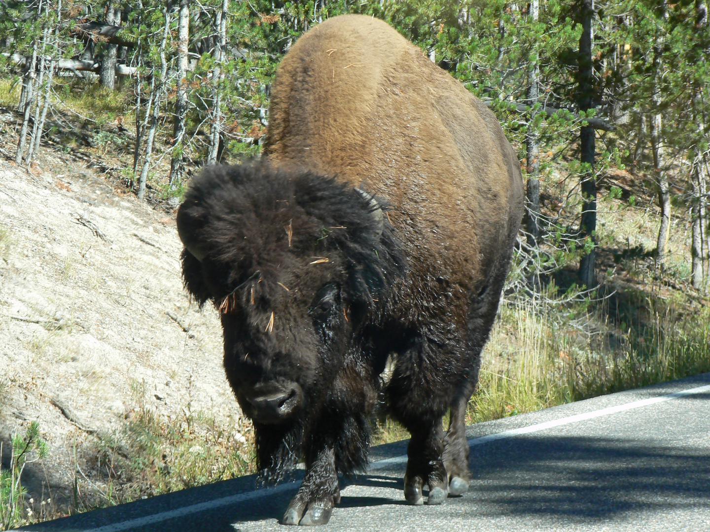 Buffalo at Grand Loop Road