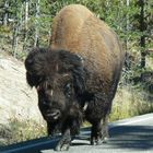 Buffalo at Grand Loop Road