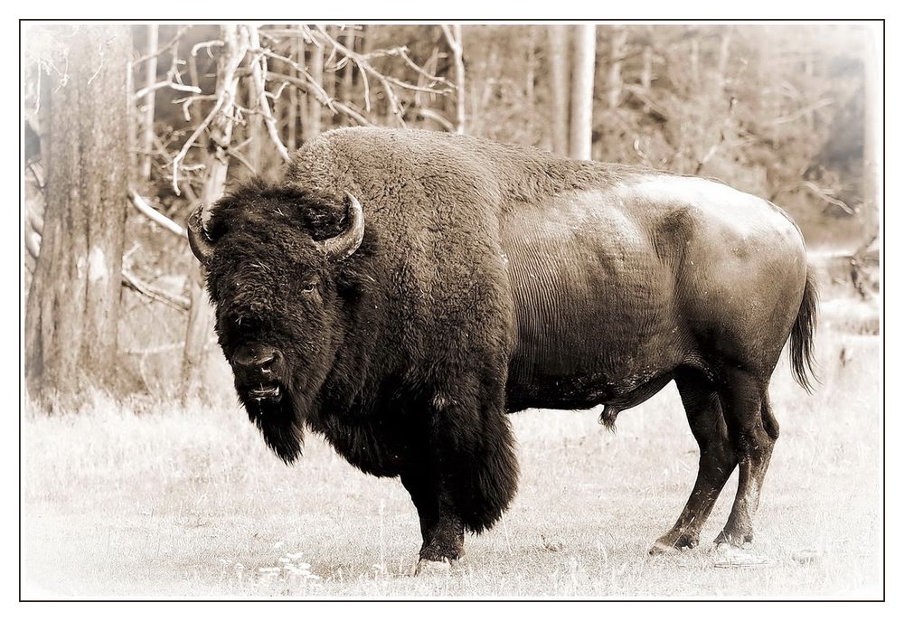 Buffalo