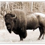 Buffalo