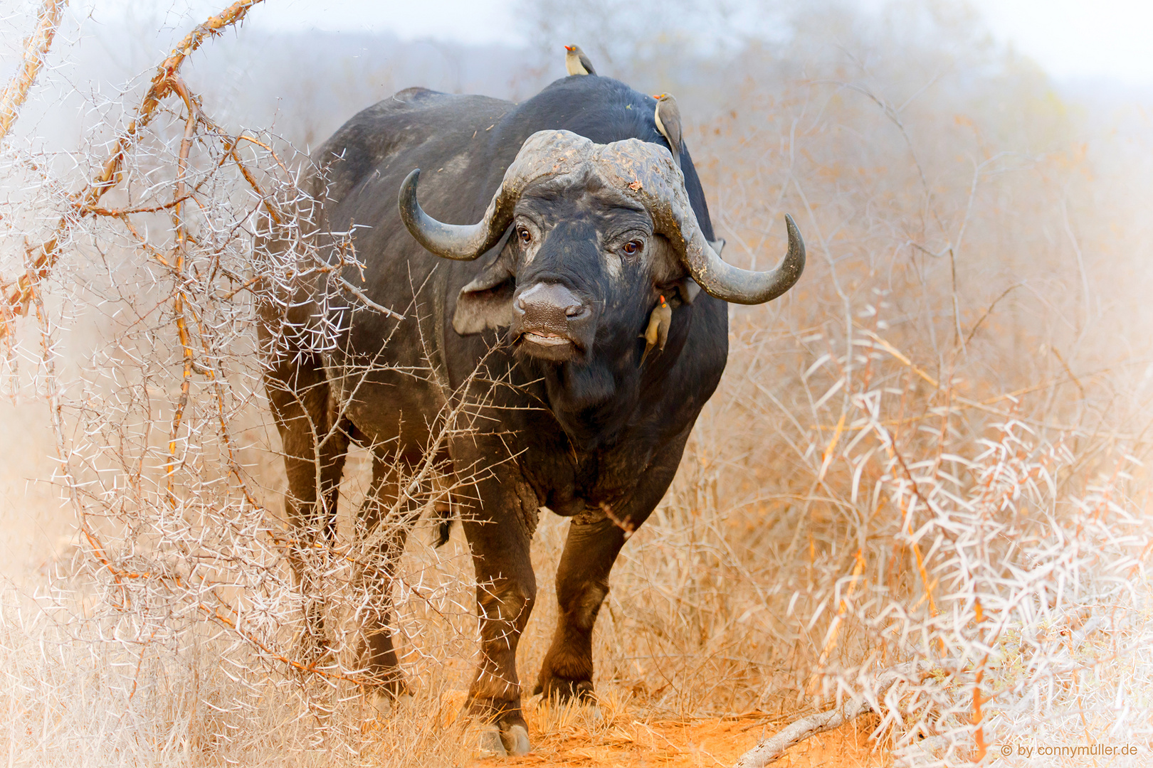 Buffalo Bull