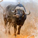 Buffalo Bull