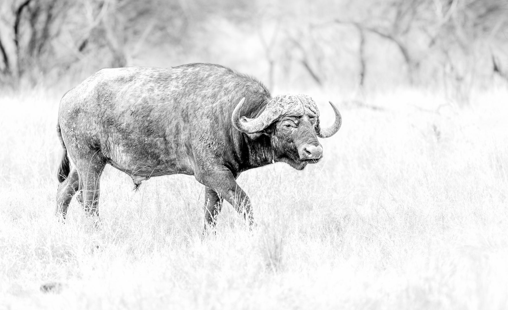 Buffalo Bull