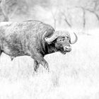 Buffalo Bull