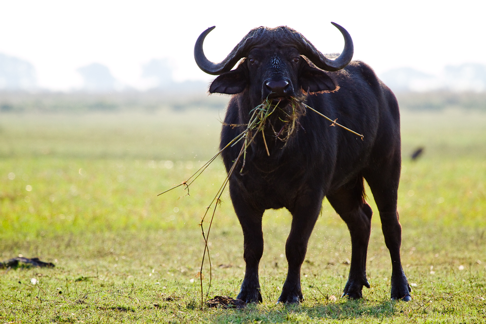 Buffalo Chobe River