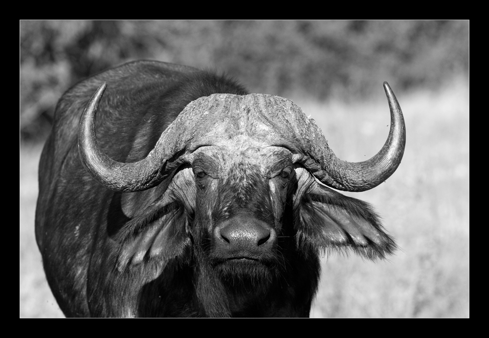 Buffalo