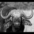 Buffalo