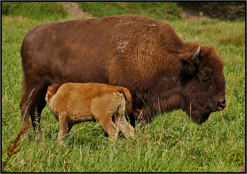 [buffalo feeding]