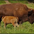 [buffalo feeding]