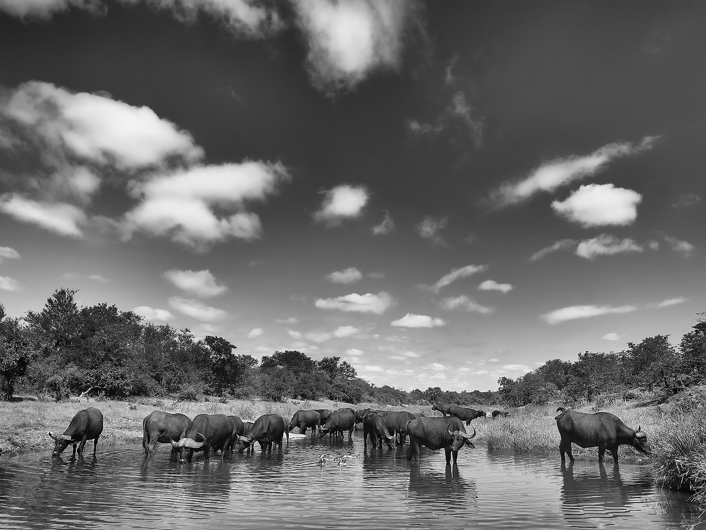 buffalo herd