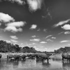 buffalo herd