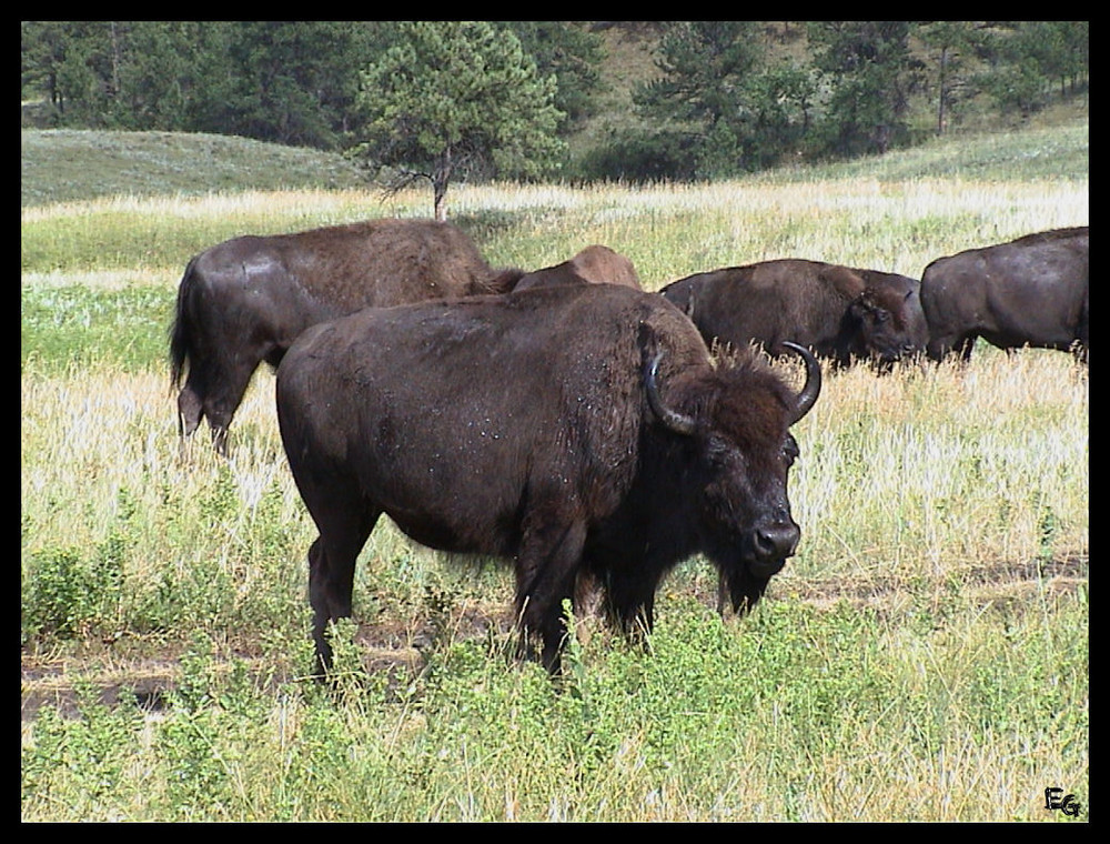 Buffalo im Custer State Park bei Sturgis, SD