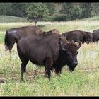 Buffalo im Custer State Park bei Sturgis, SD