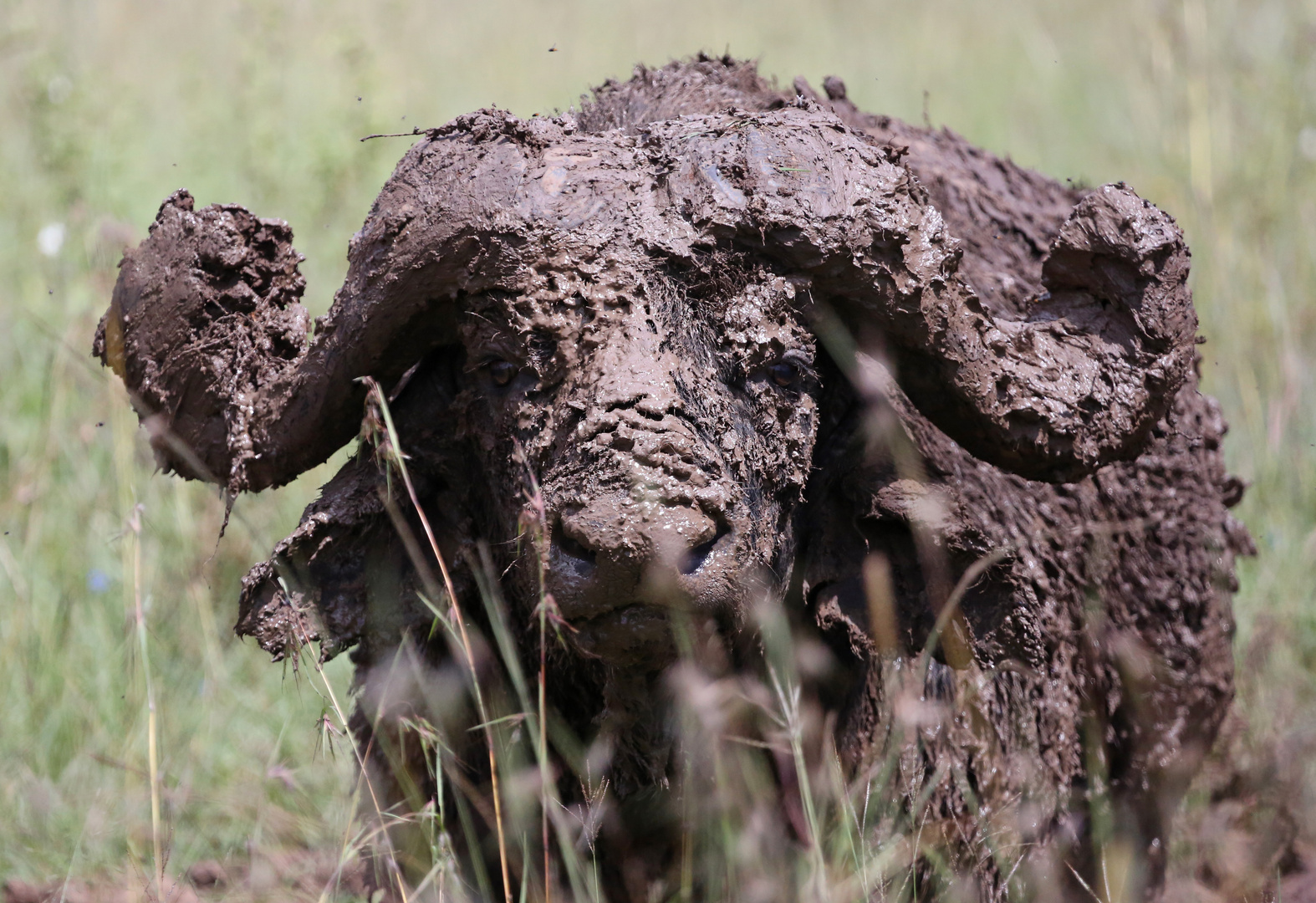 Buffalo im Schlammbad