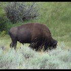 Buffalo im Yellowstone Park