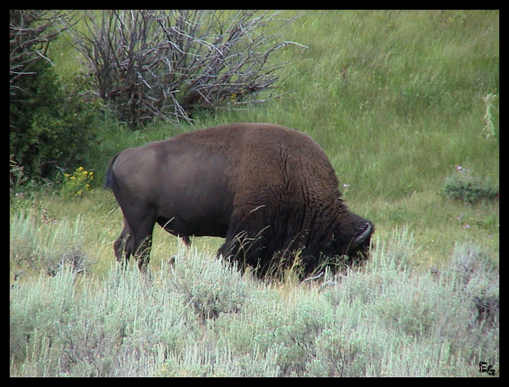 Buffalo im Yellowstone Park