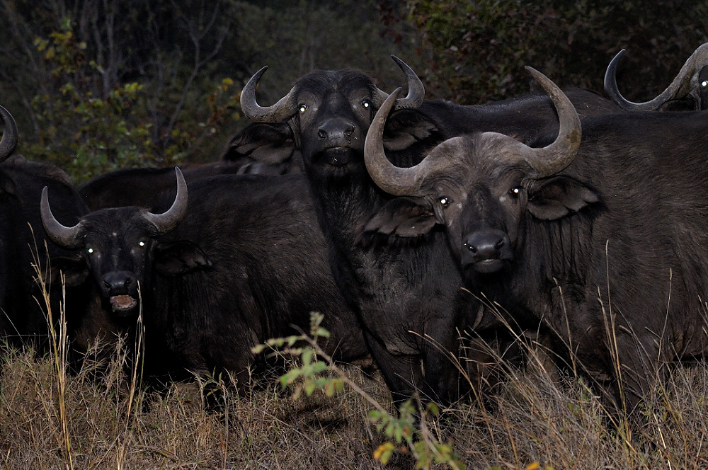 Buffalo in Kruger