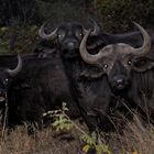 Buffalo in Kruger